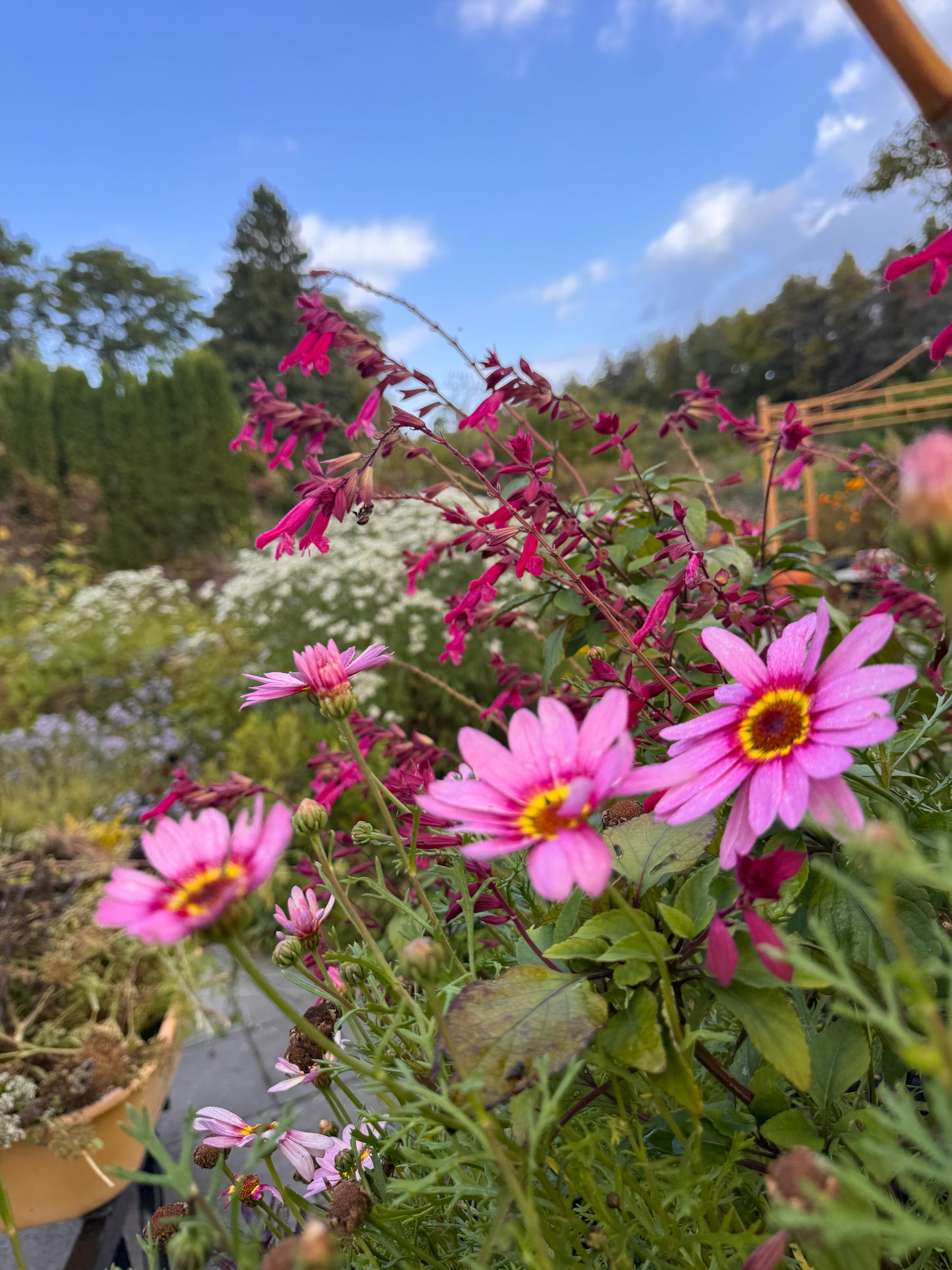 Argyranthemum Pink Halo Improved