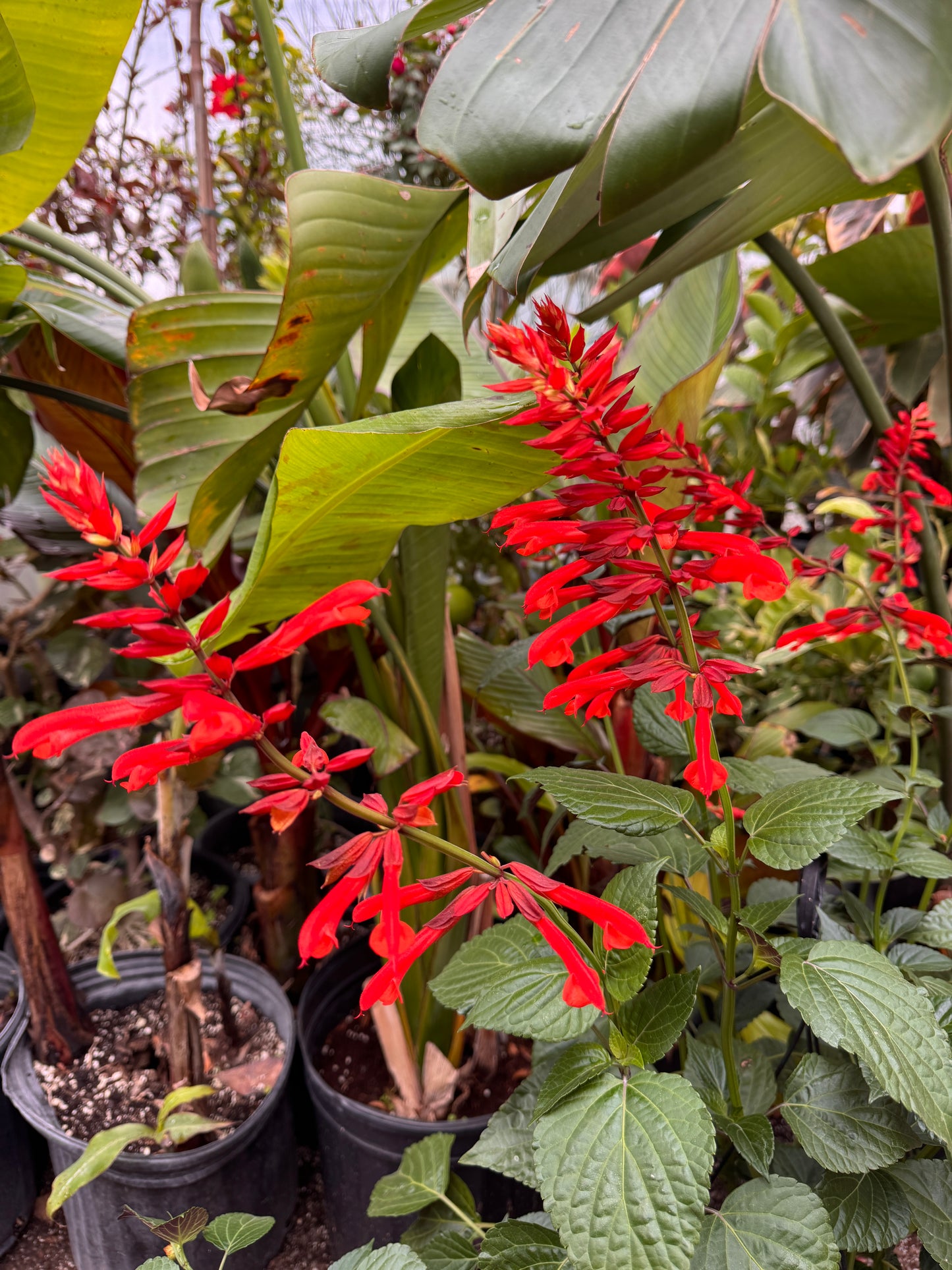 Salvia Tropicolor Carmine