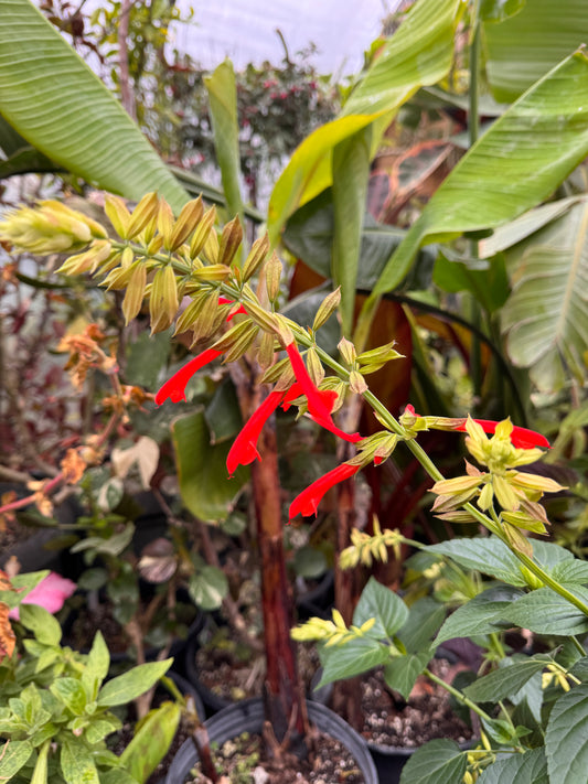 Salvia Tropicolor Sunrise