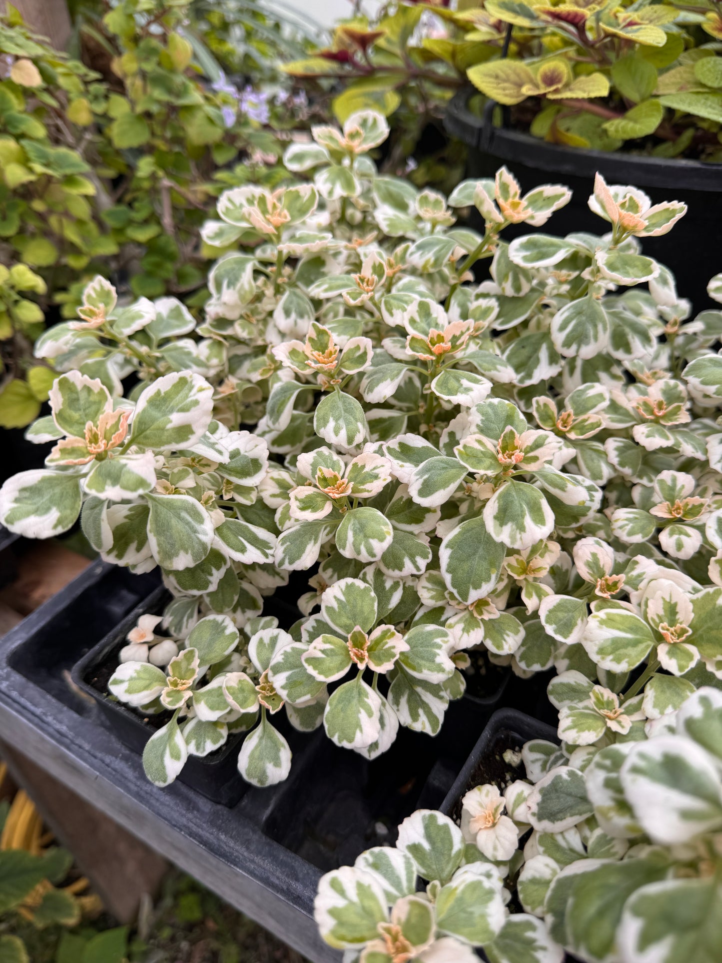 Plectranthus Wisley Blush