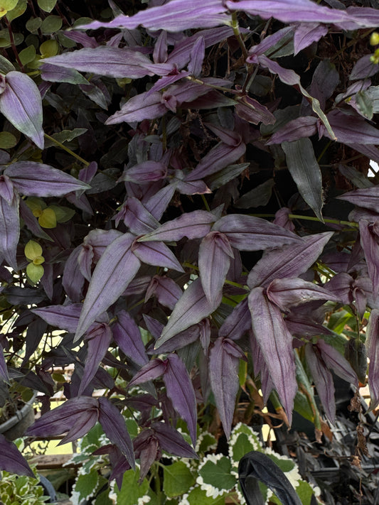 Gibasis geniculata Purple Leaf