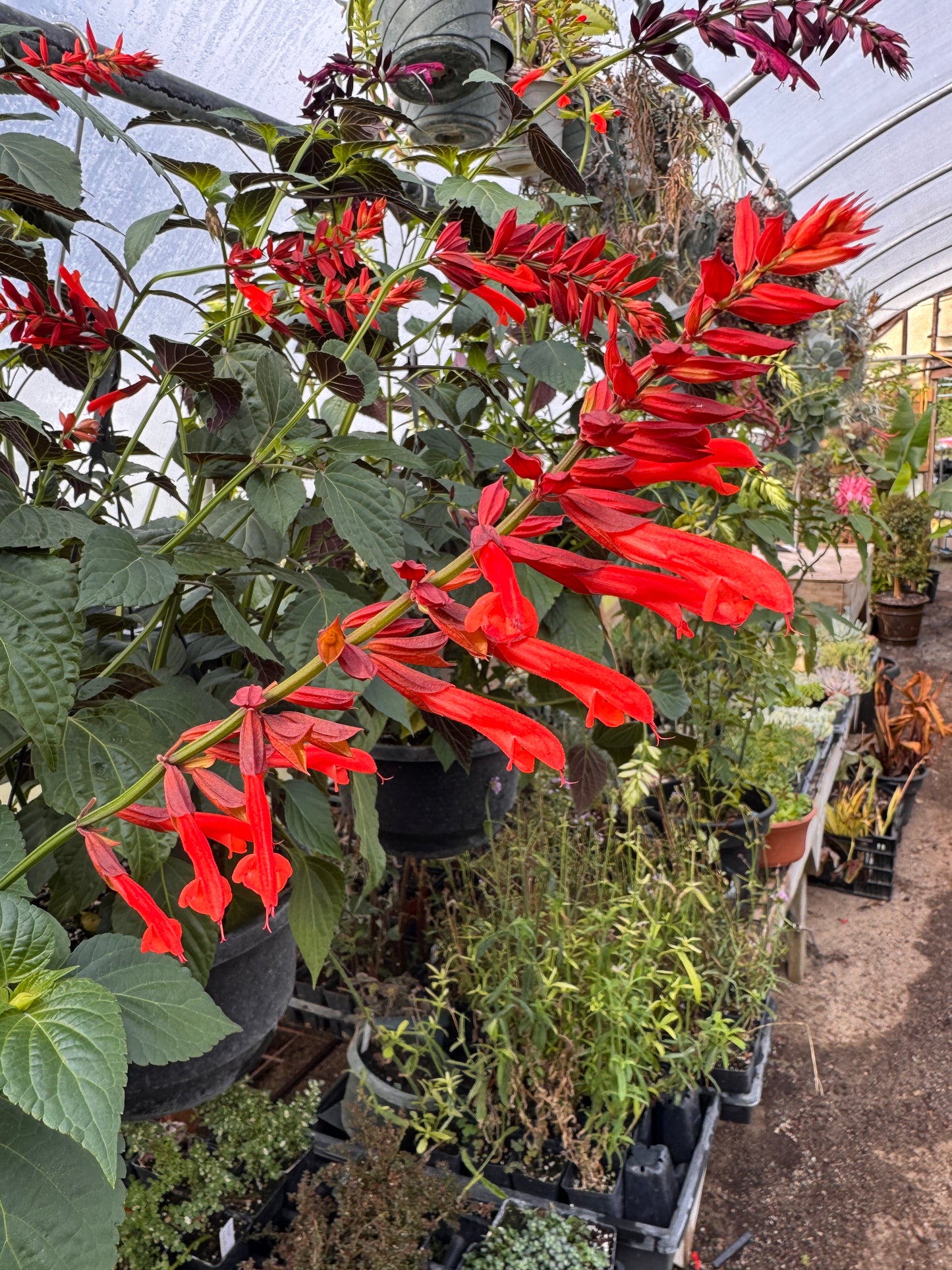 Salvia Tropicolor Carmine