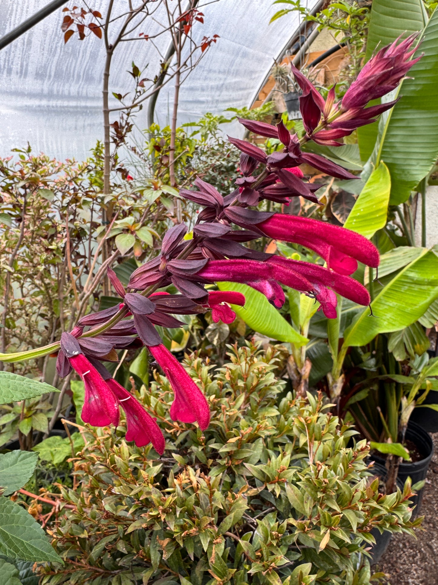 Salvia Tropicolor Claret