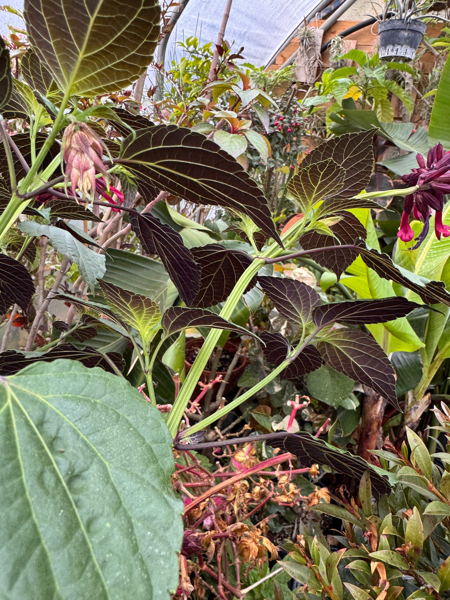 Salvia Tropicolor Claret