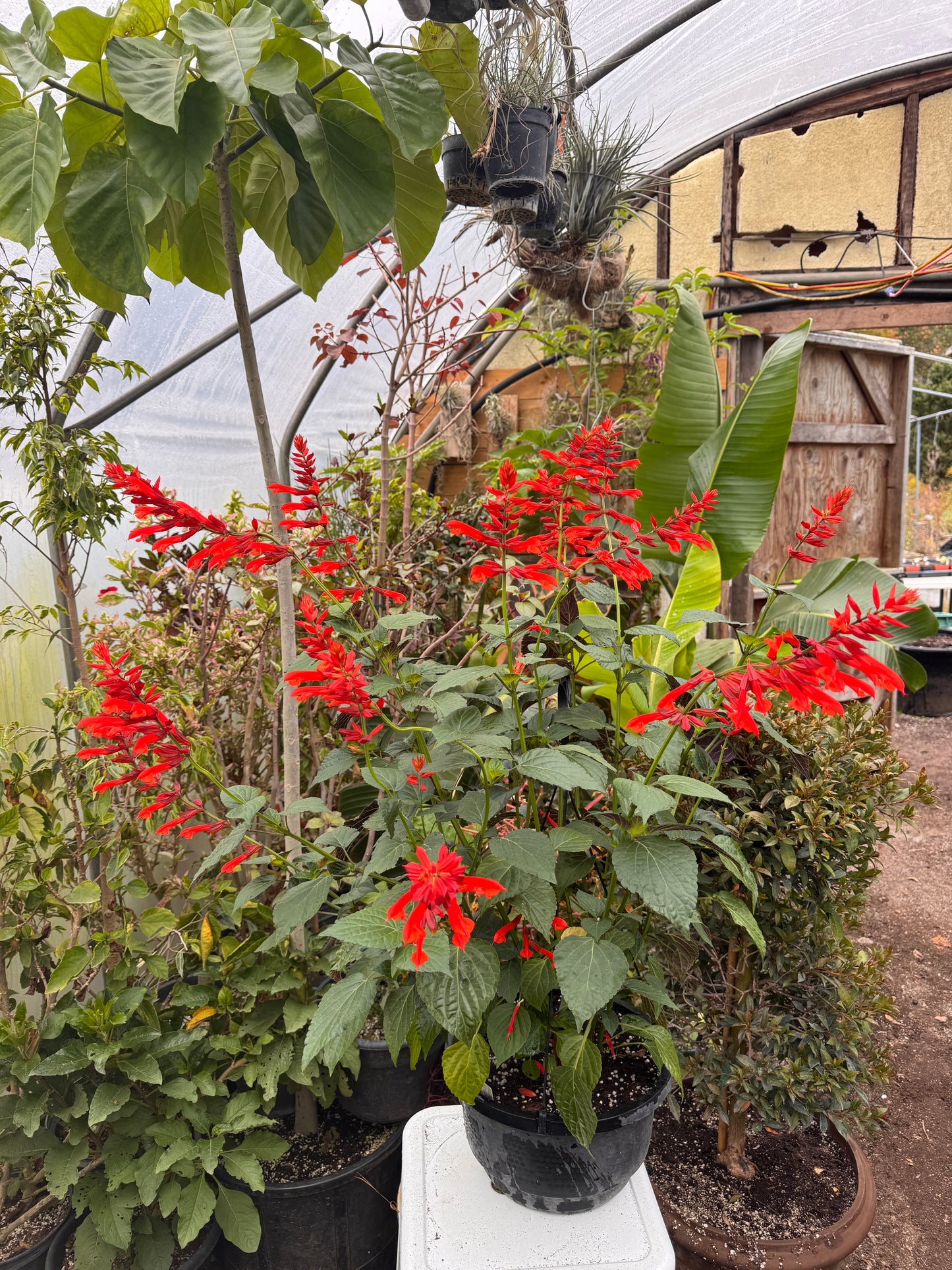 Salvia Tropicolor Carmine