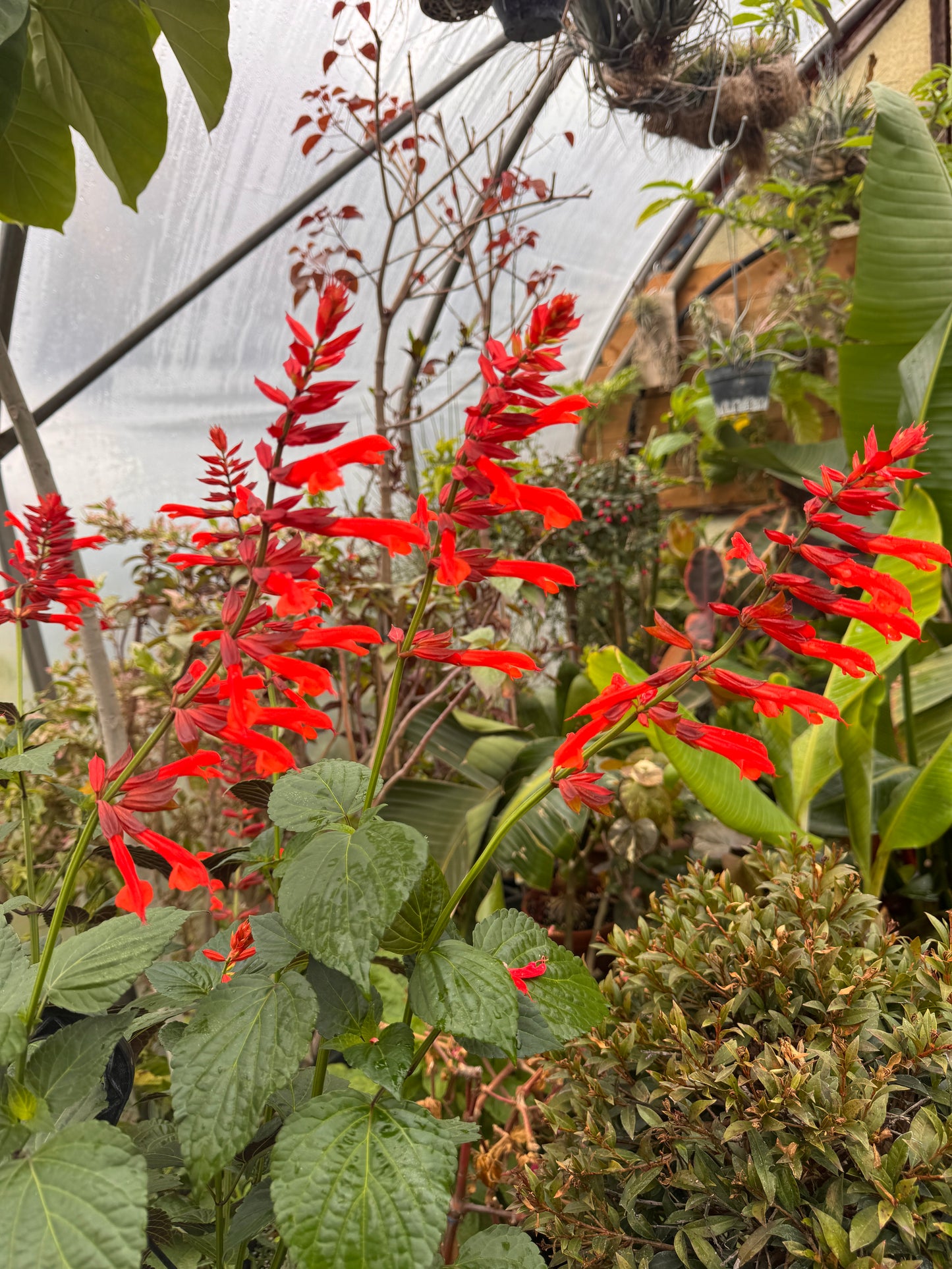Salvia Tropicolor Carmine