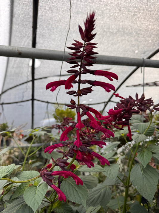 Salvia Tropicolor Claret
