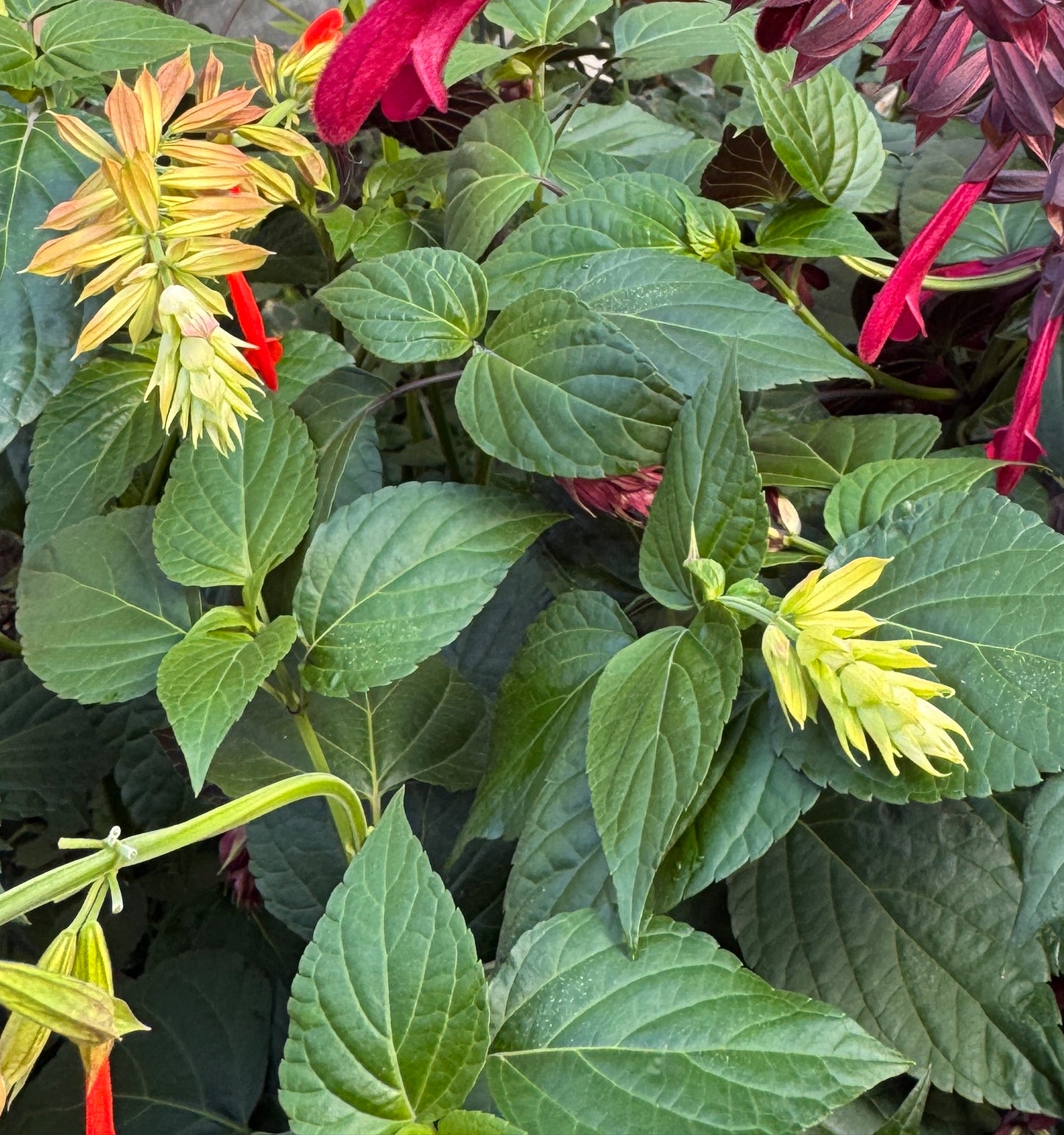 Salvia Tropicolor Sunrise