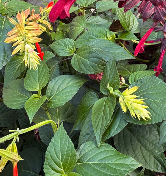 Salvia Tropicolor Sunrise