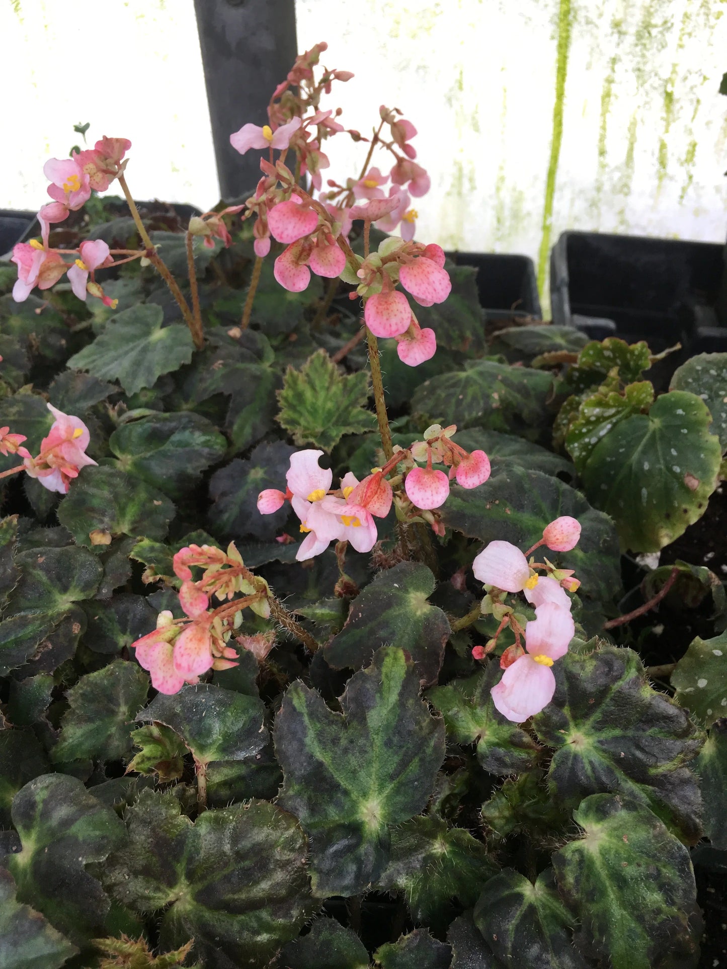 Begonia Beatrice Haddrell - Mason House Garden