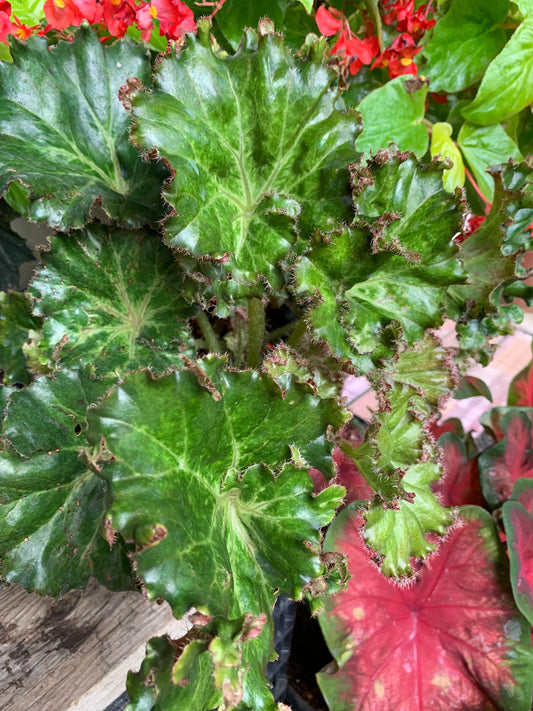 Begonia Bunchii - Mason House Garden