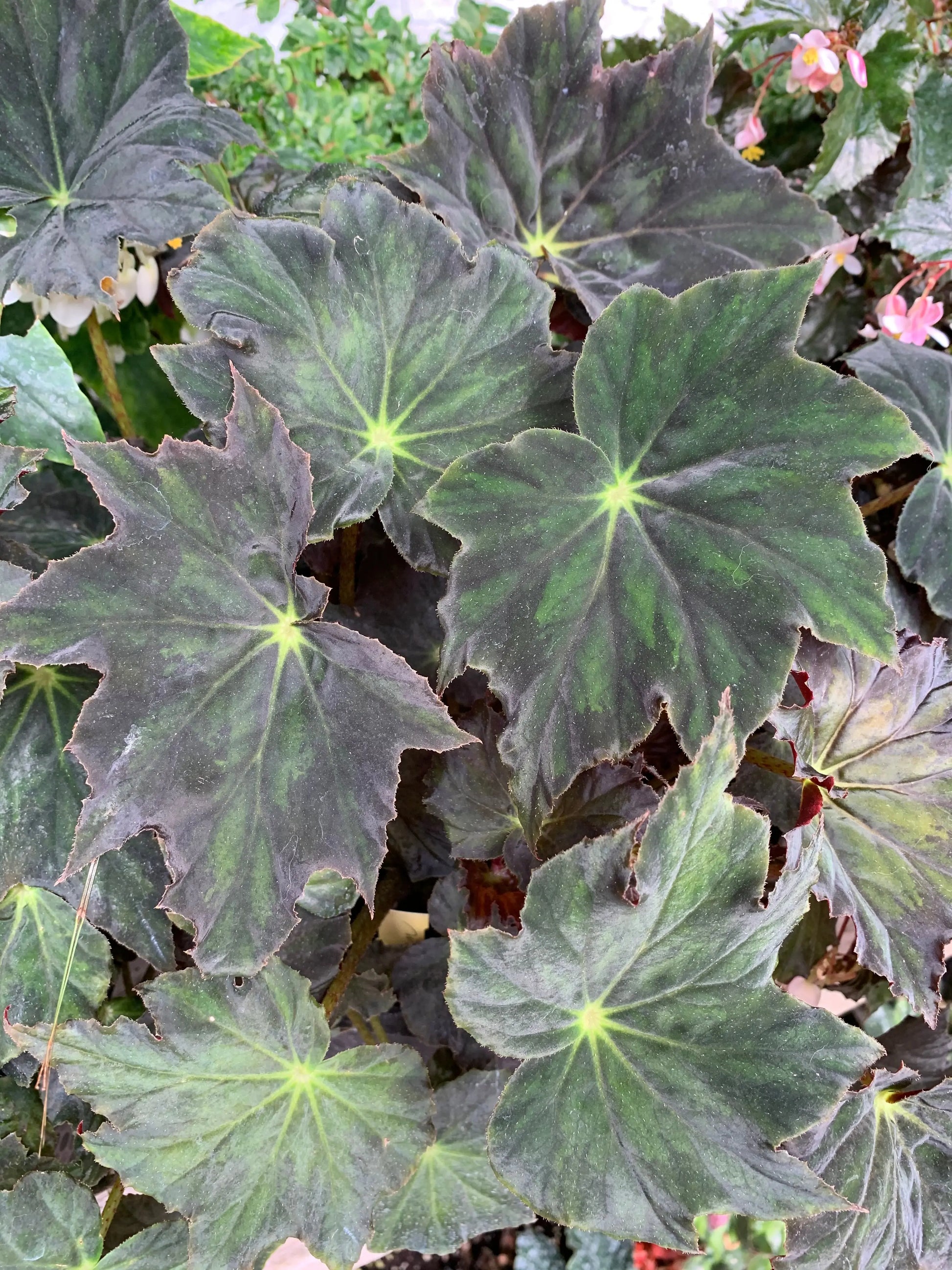 Begonia Joe Hayden - Mason House Garden