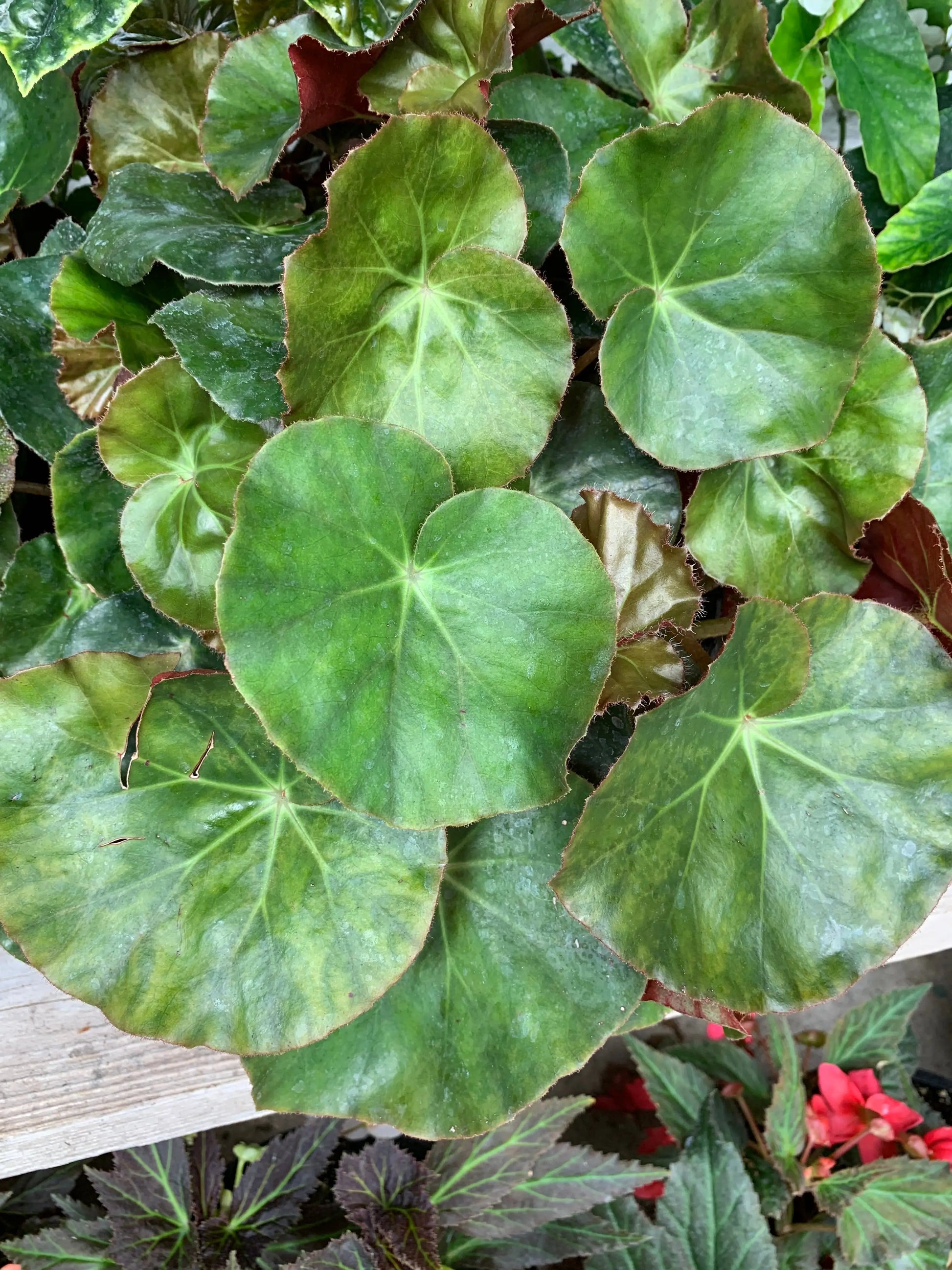 Begonia Erythrophylla - Mason House Garden