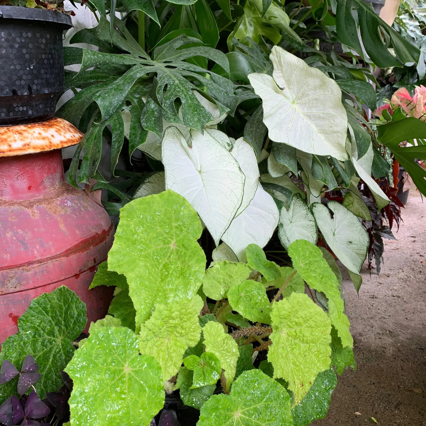 Begonia Snoopy - Mason House Garden