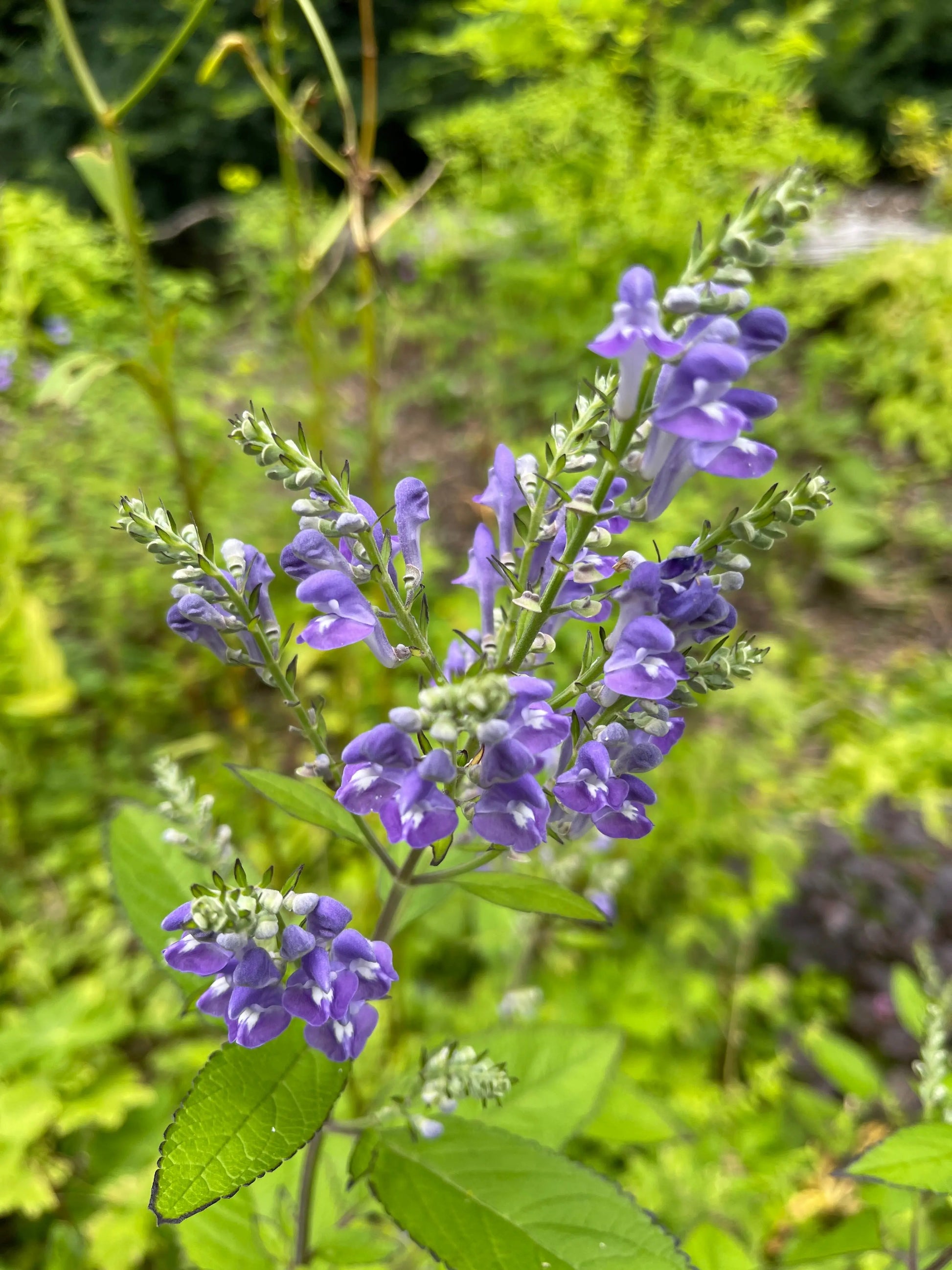 Scutellaria incana - Mason House Garden