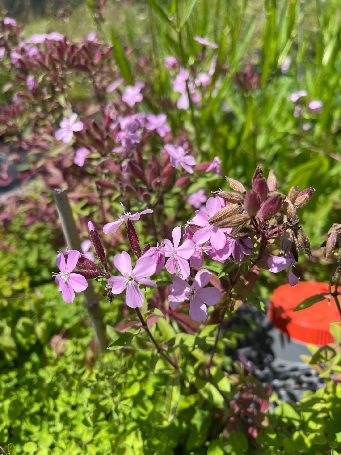 Saponaria sicula intermedia - Mason House Garden