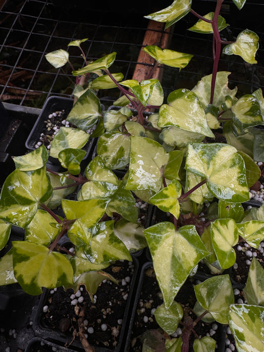 Senecio macroglossus Mediopictus