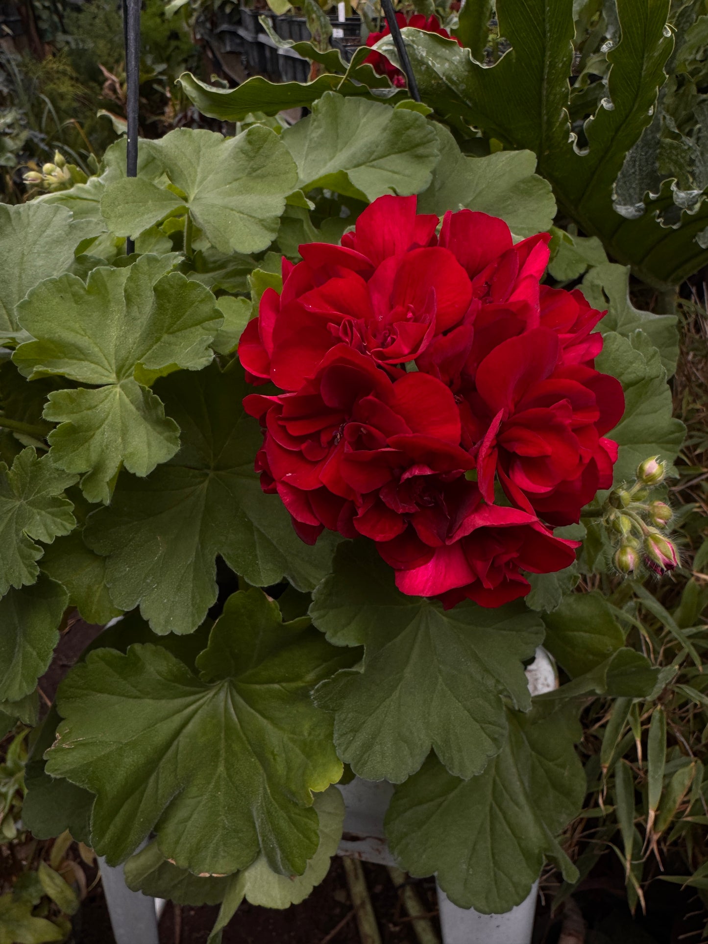 Pelargonium Calliope Burgundy