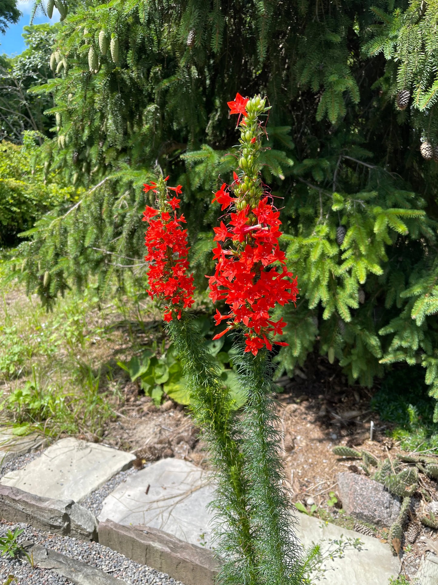 Ipomopsis rubra - Mason House Garden