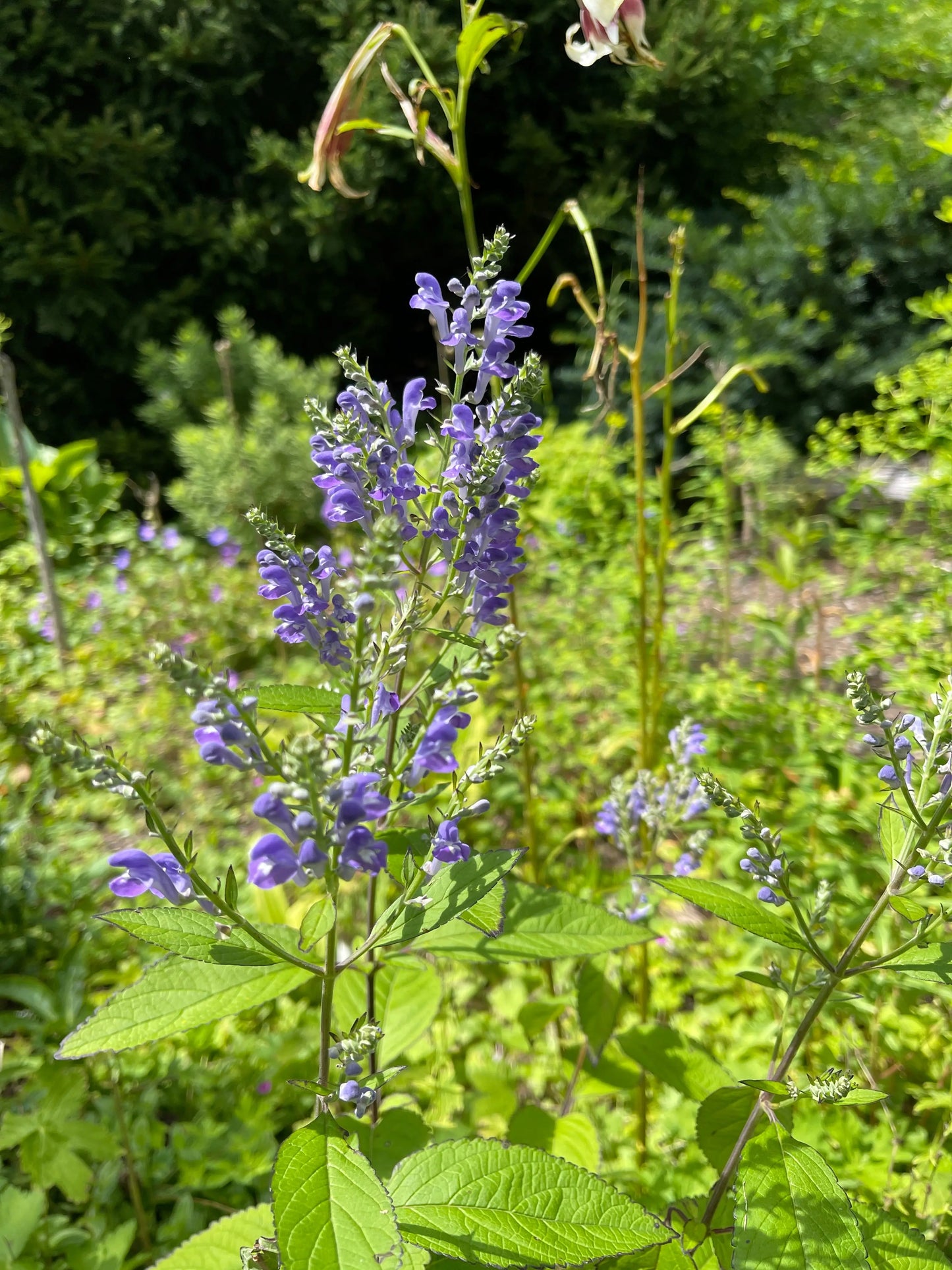 Scutellaria incana