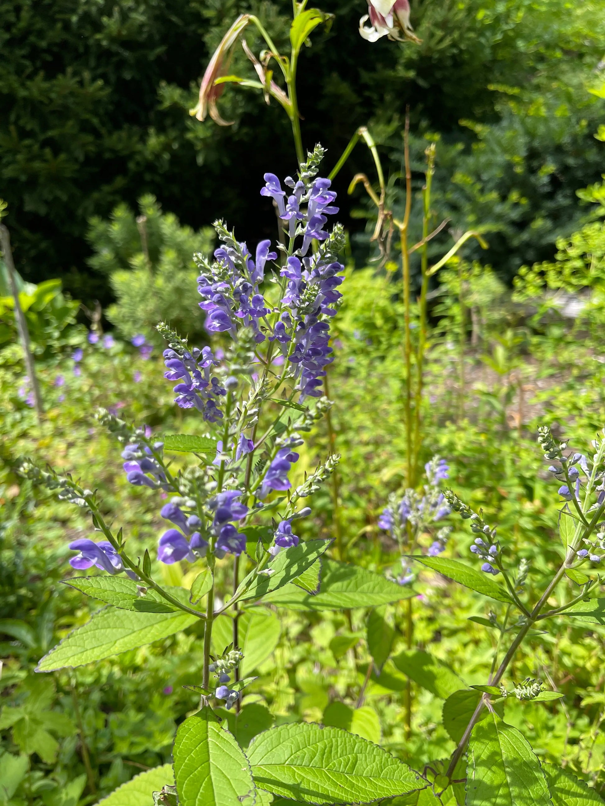 Scutellaria incana - Mason House Garden