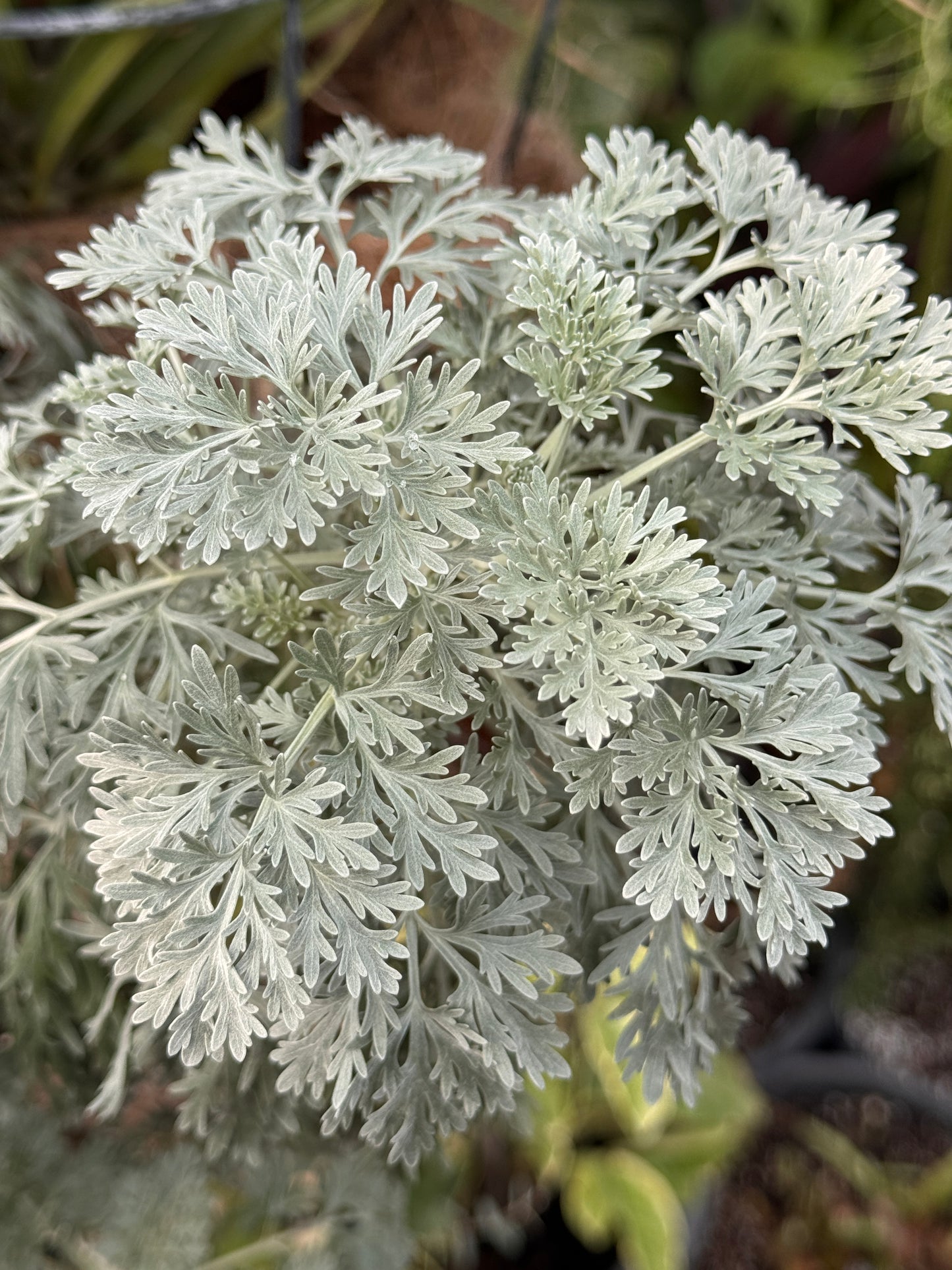 Artemisia Powis Castle