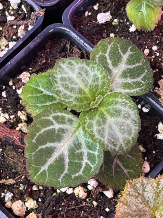 Plectranthus oertendahlii