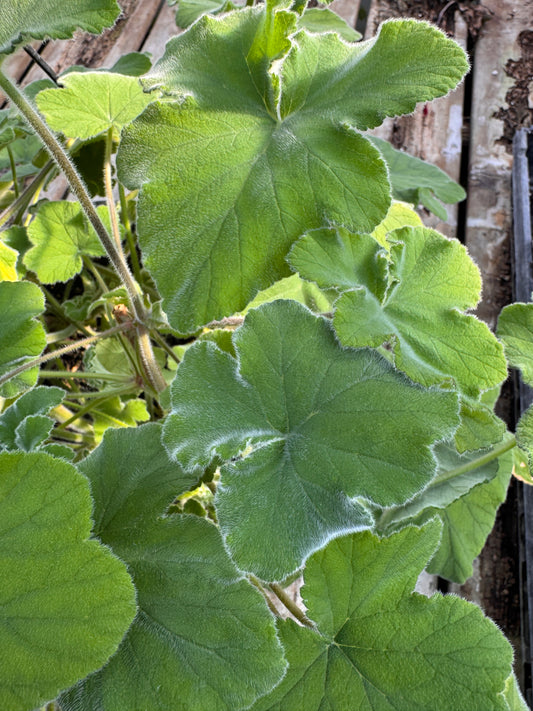 Pelargonium Peppermint
