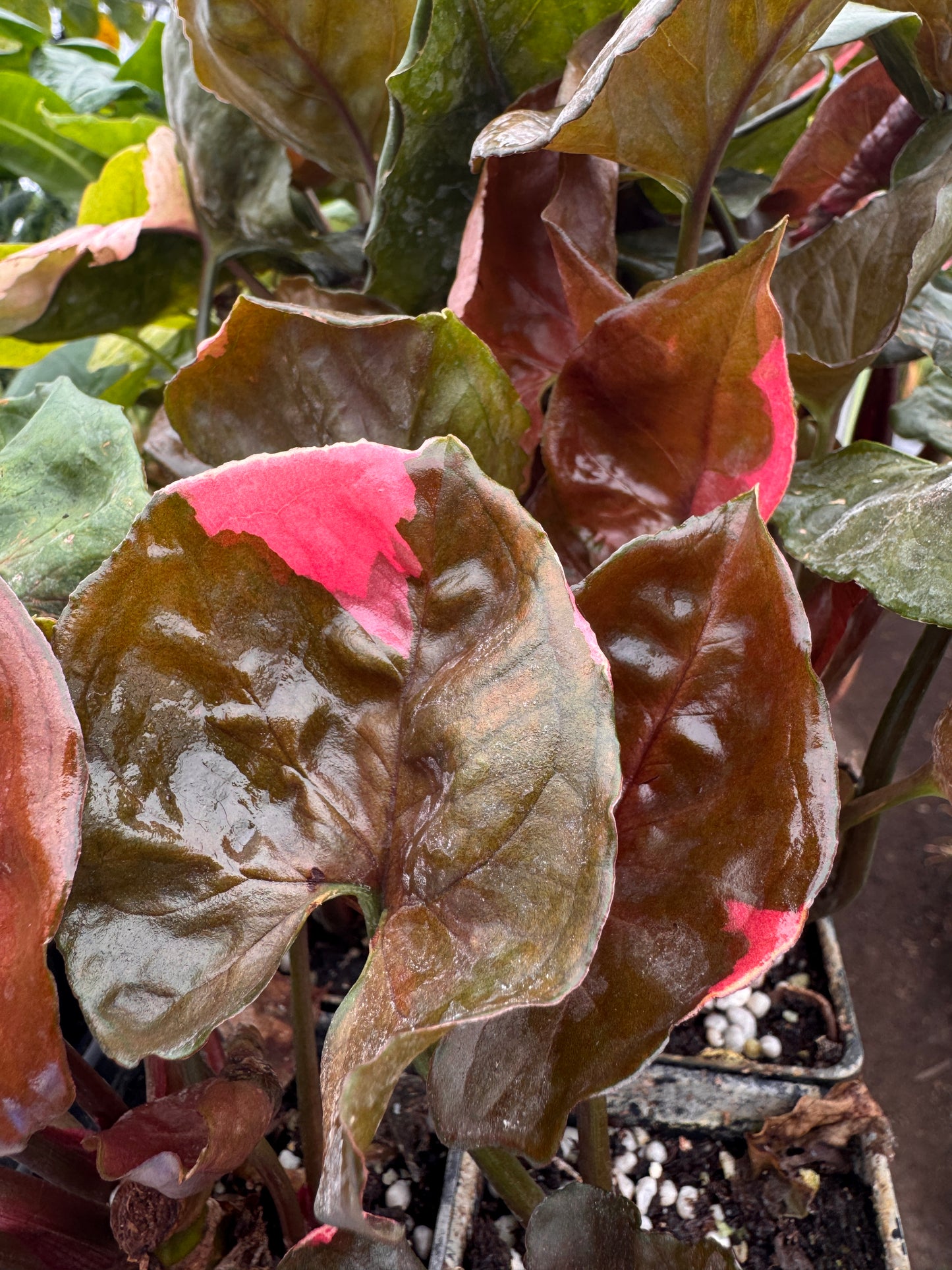Syngonium Strawberry Ice
