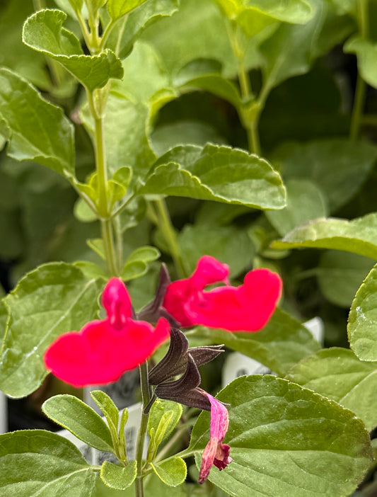 Salvia greggii Cherry Chief