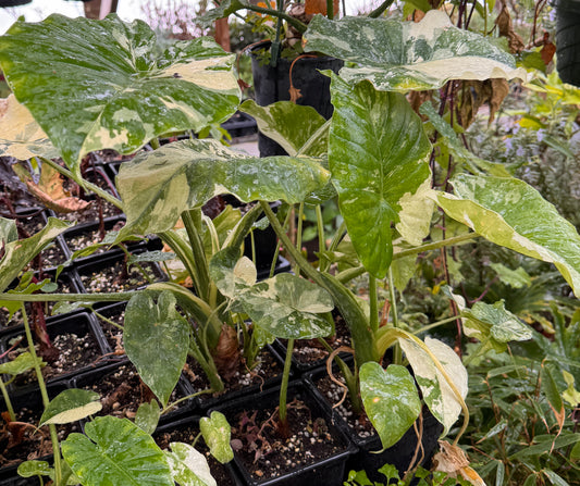 Alocasia odora Variegata