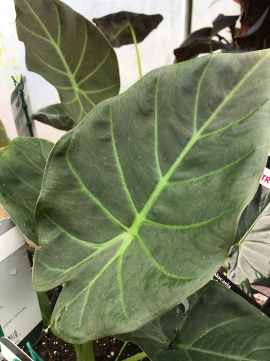 Alocasia Regal Shields