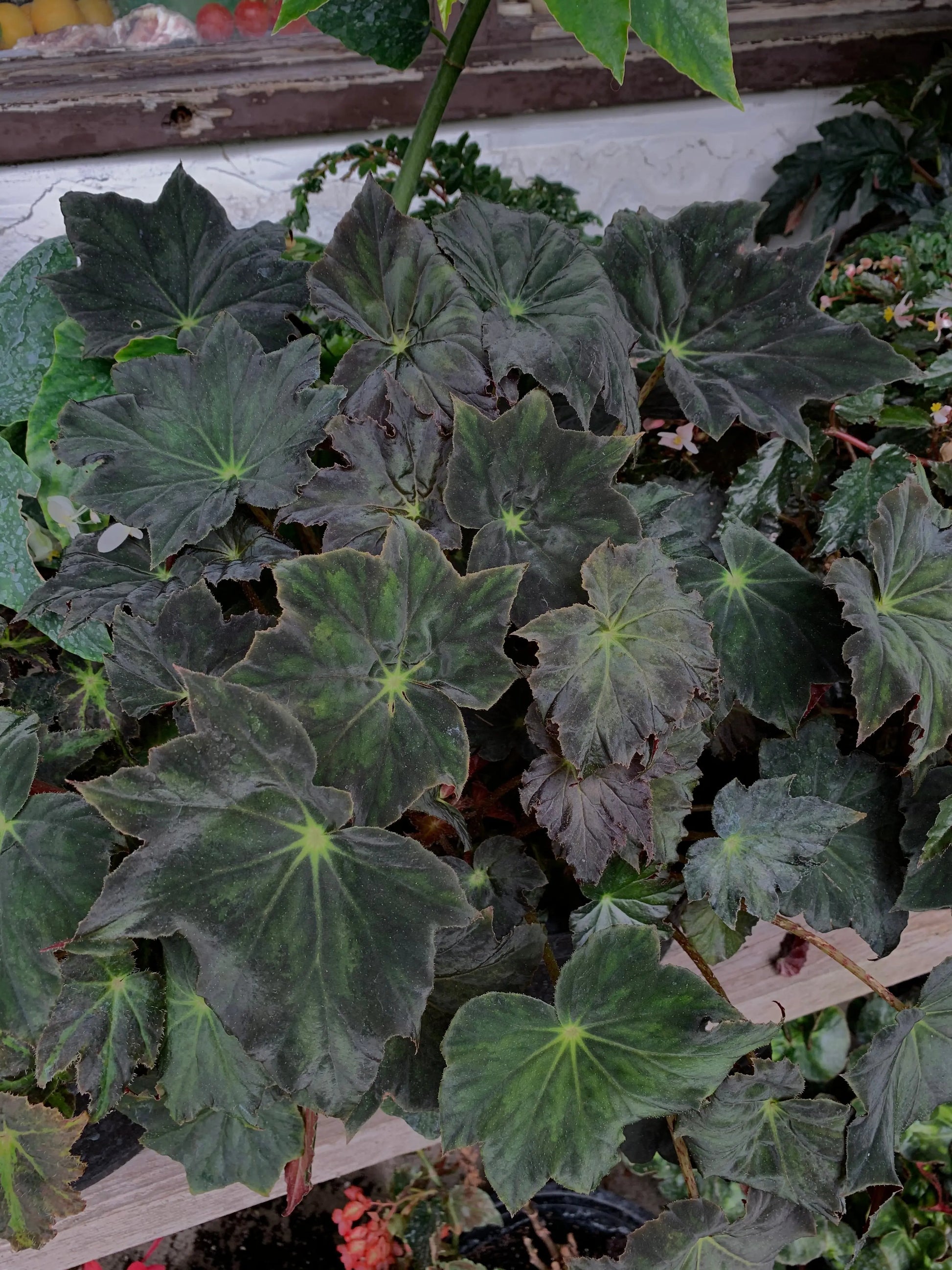 Begonia Joe Hayden - Mason House Garden