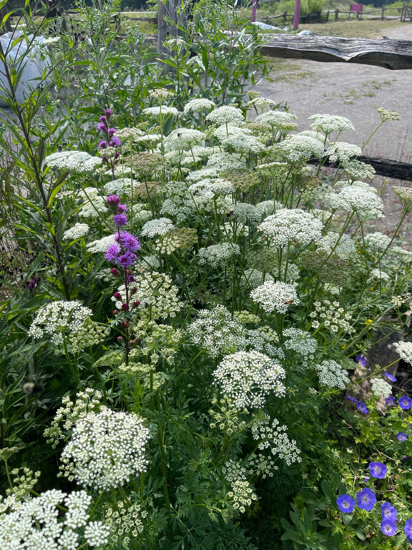 Cenolophium denudatum - Mason House Garden