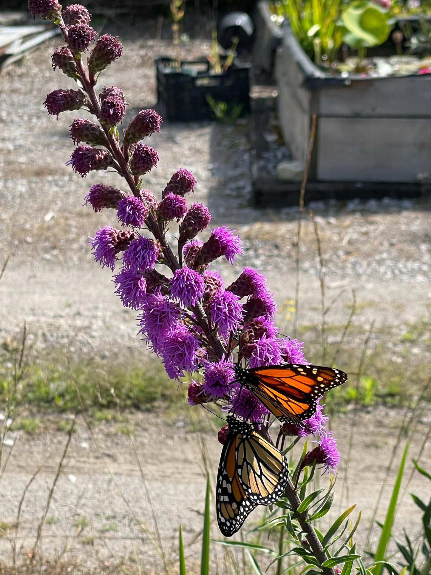 Liatris ligulistylis