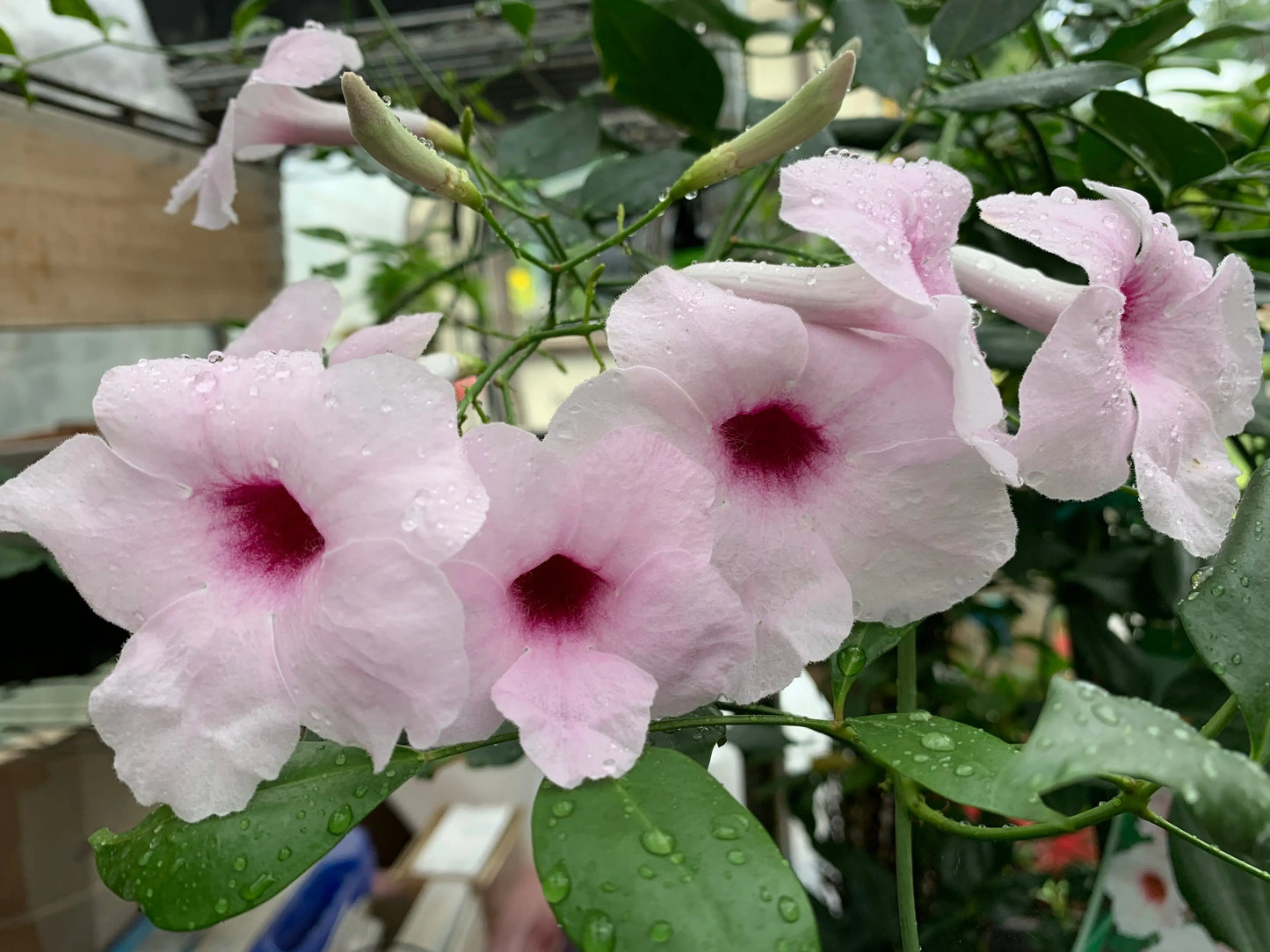 Pandorea jasminoides Rosea - Mason House Garden