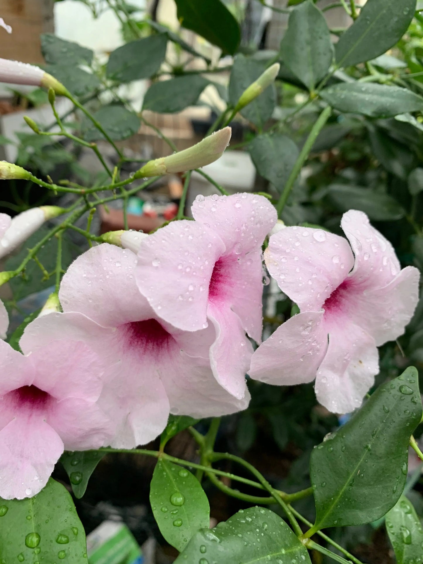 Pandorea jasminoides Rosea - Mason House Garden