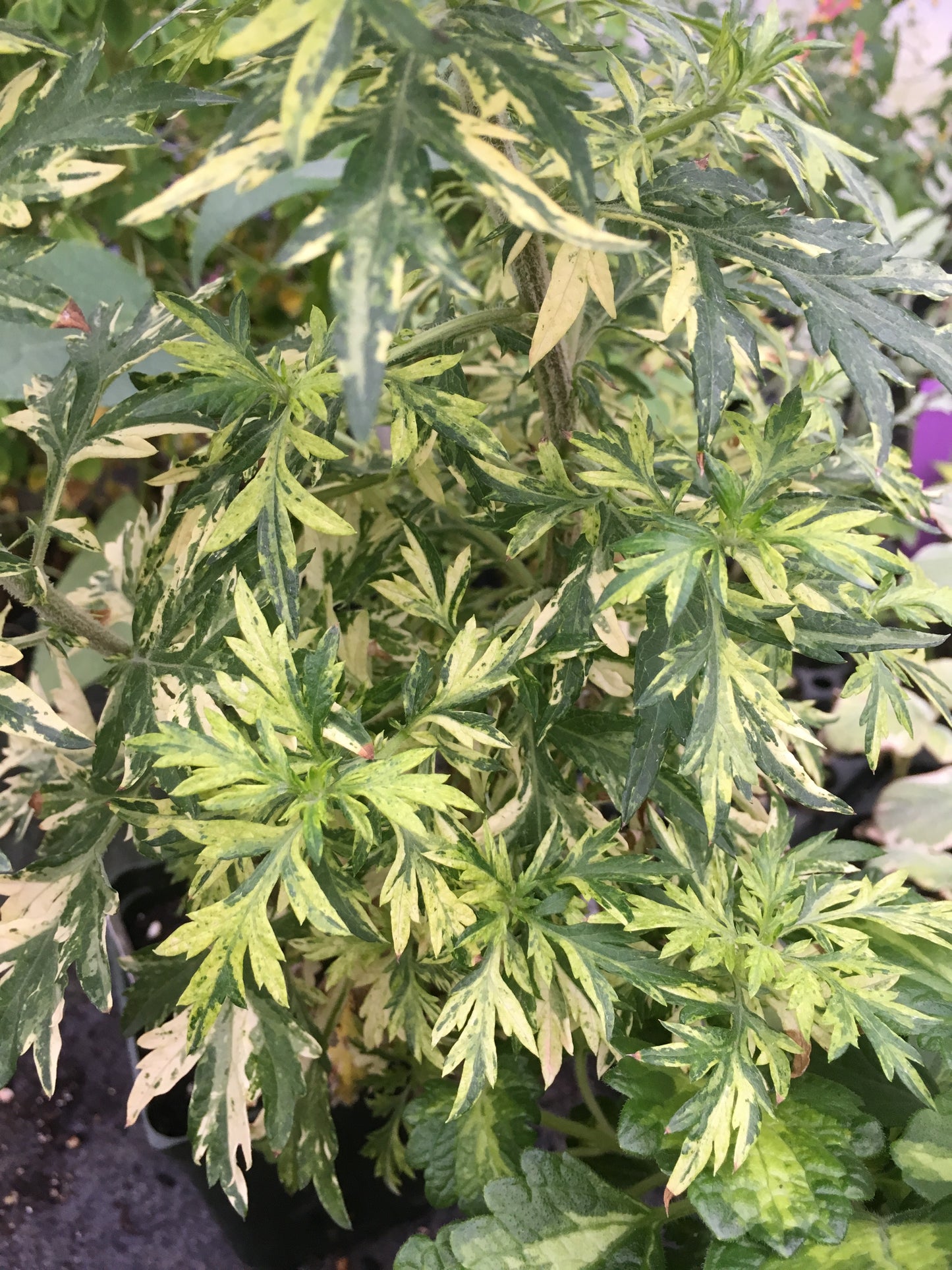 Artemisia Oriental Limelight