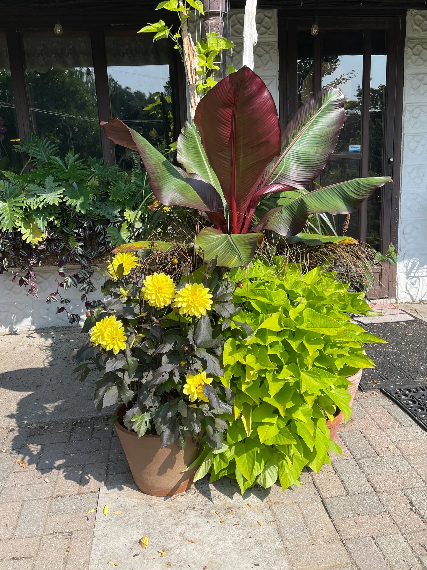 Ensete ventricosa Maurelli - Mason House Garden