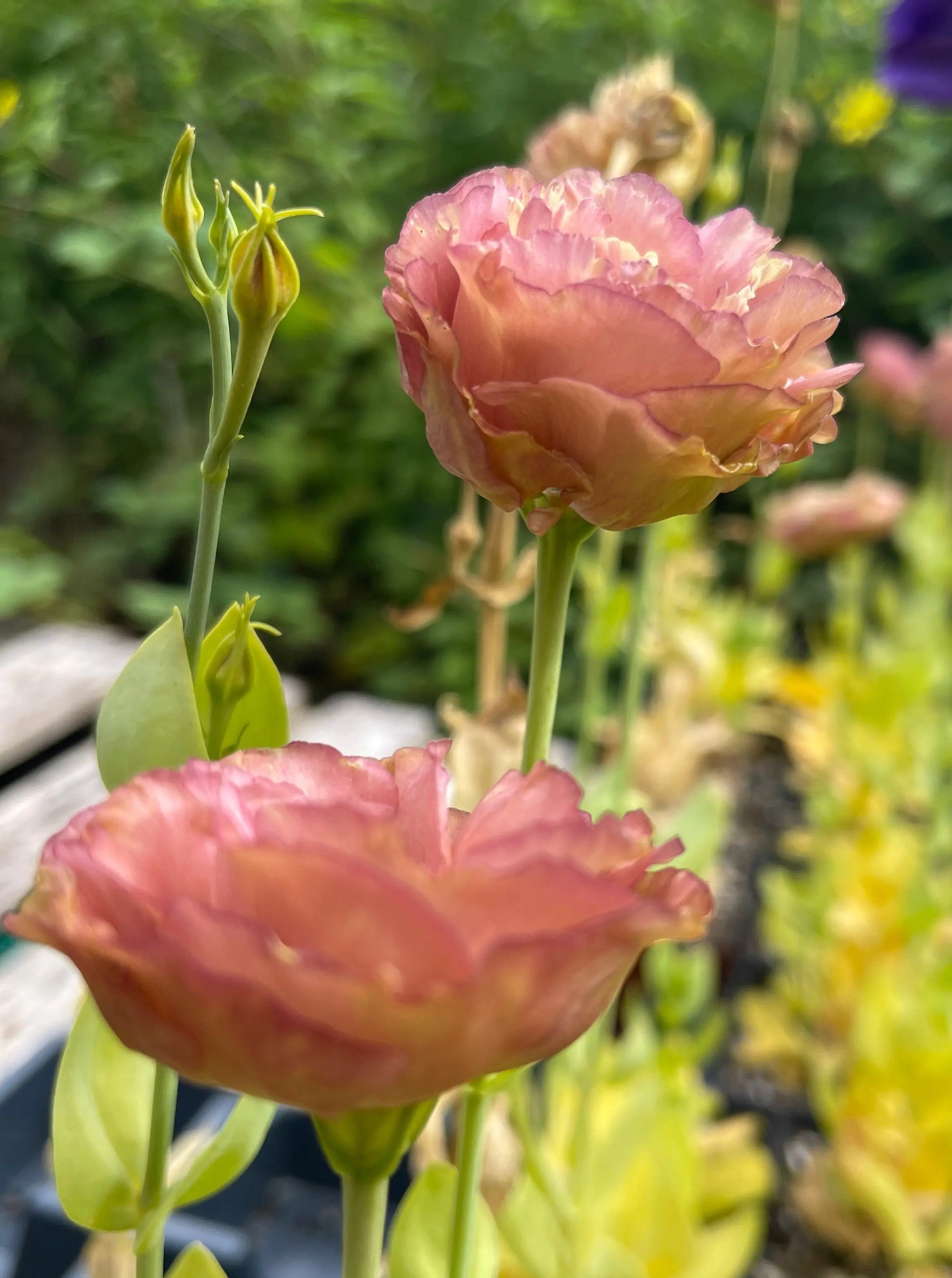 Lisianthus Rosanne 3 Brown - Mason House Garden