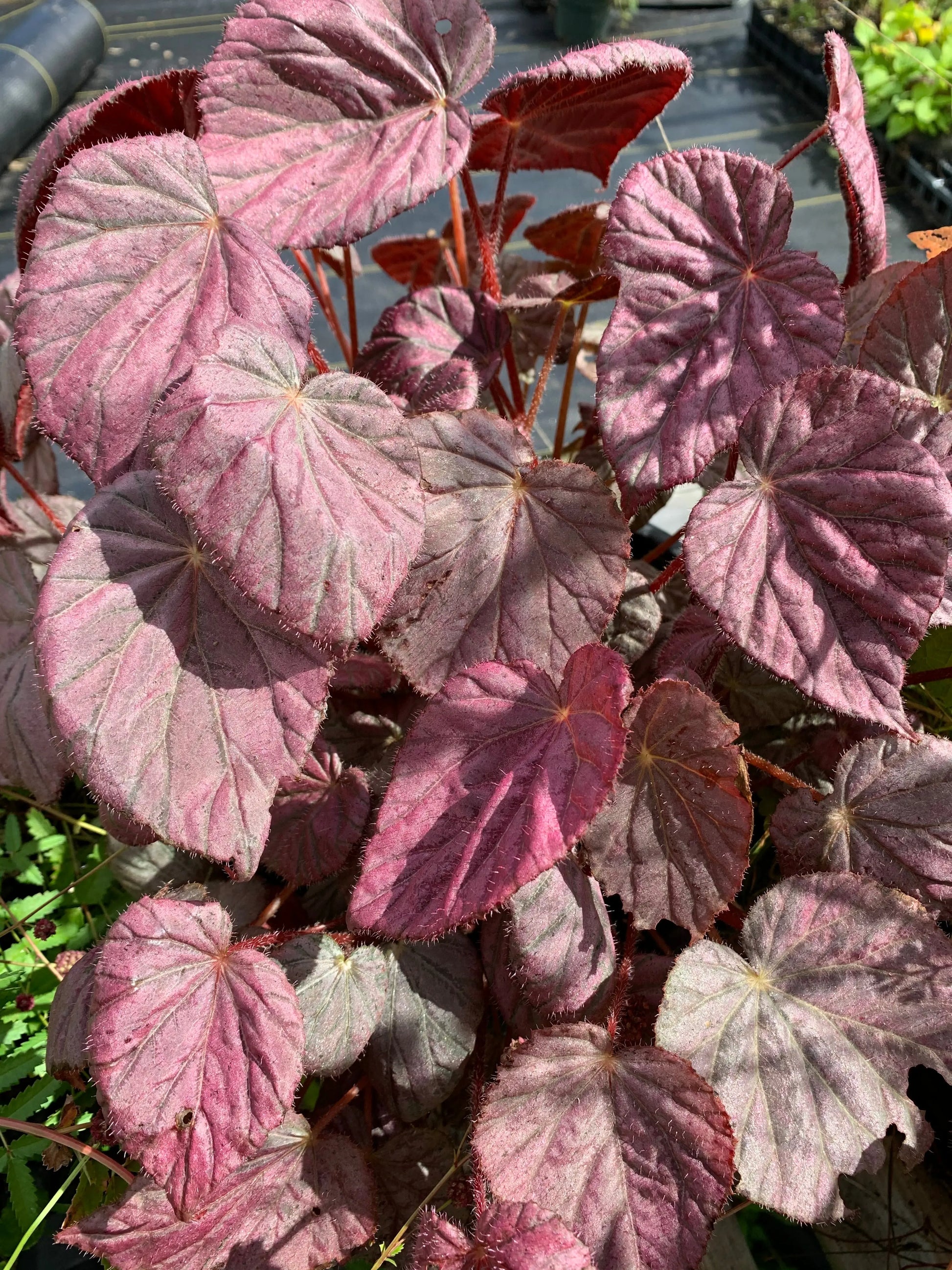 Begonia Passing Storm - Mason House Garden