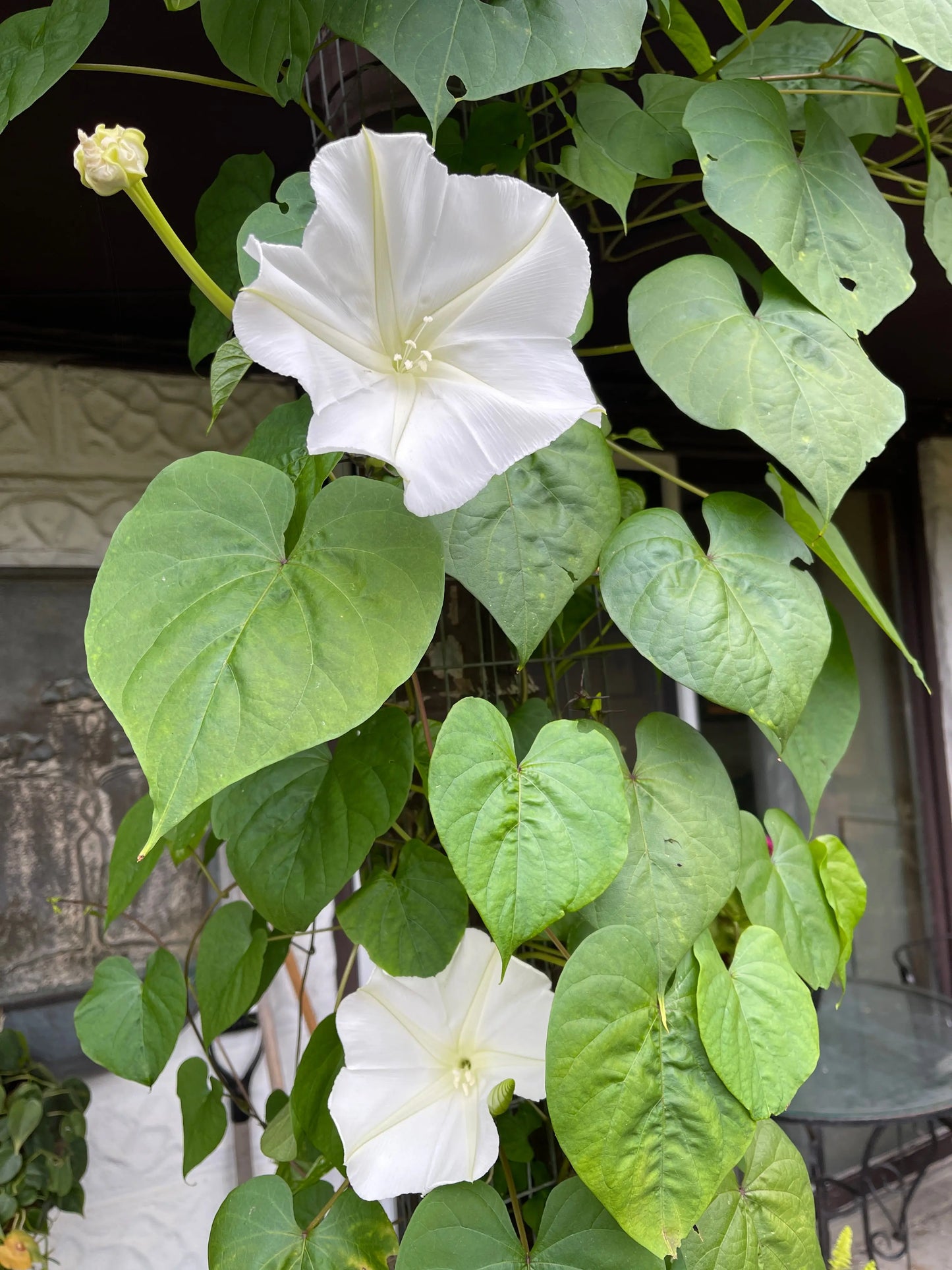 Ipomoea alba - Mason House Garden