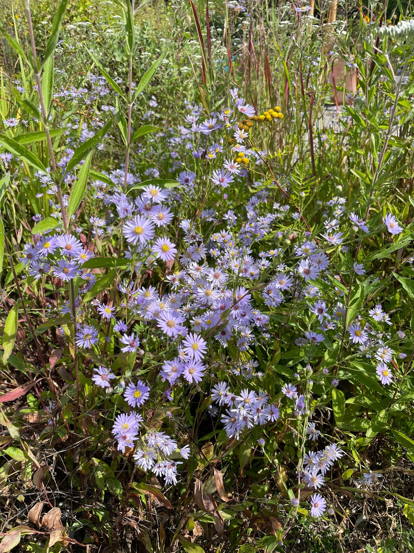 Symphyotrichum (Aster) laeve - Mason House Garden