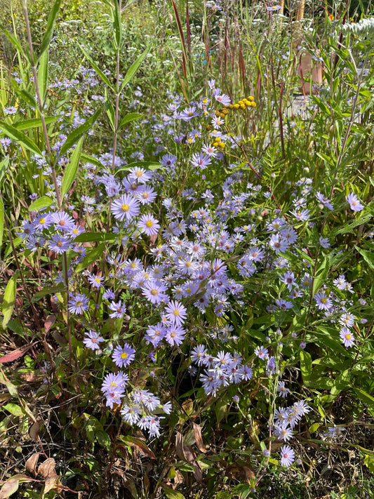 Symphyotrichum (Aster) laeve