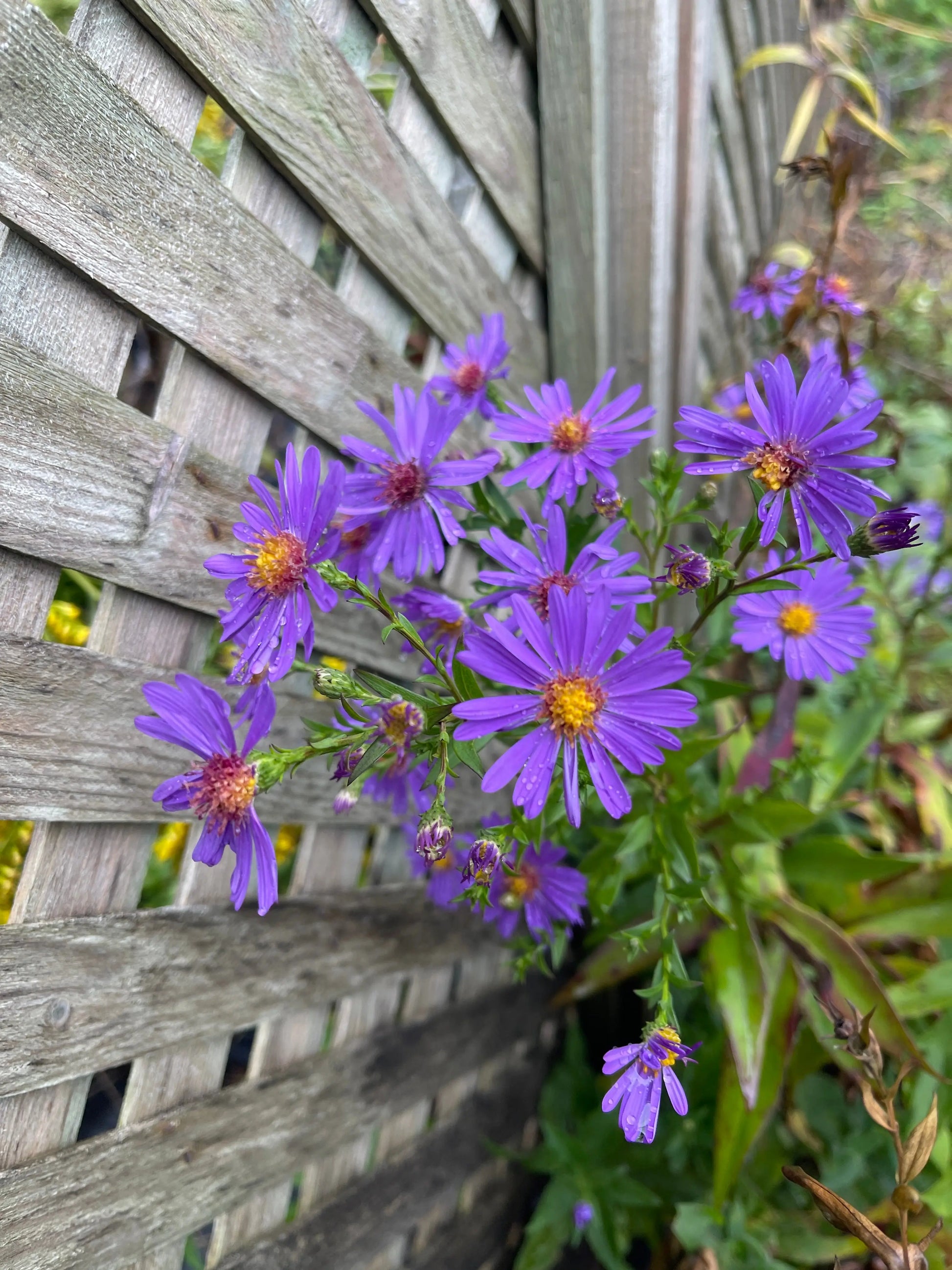 Symphyotrichium (Aster) laeve Orpheus - Mason House Garden