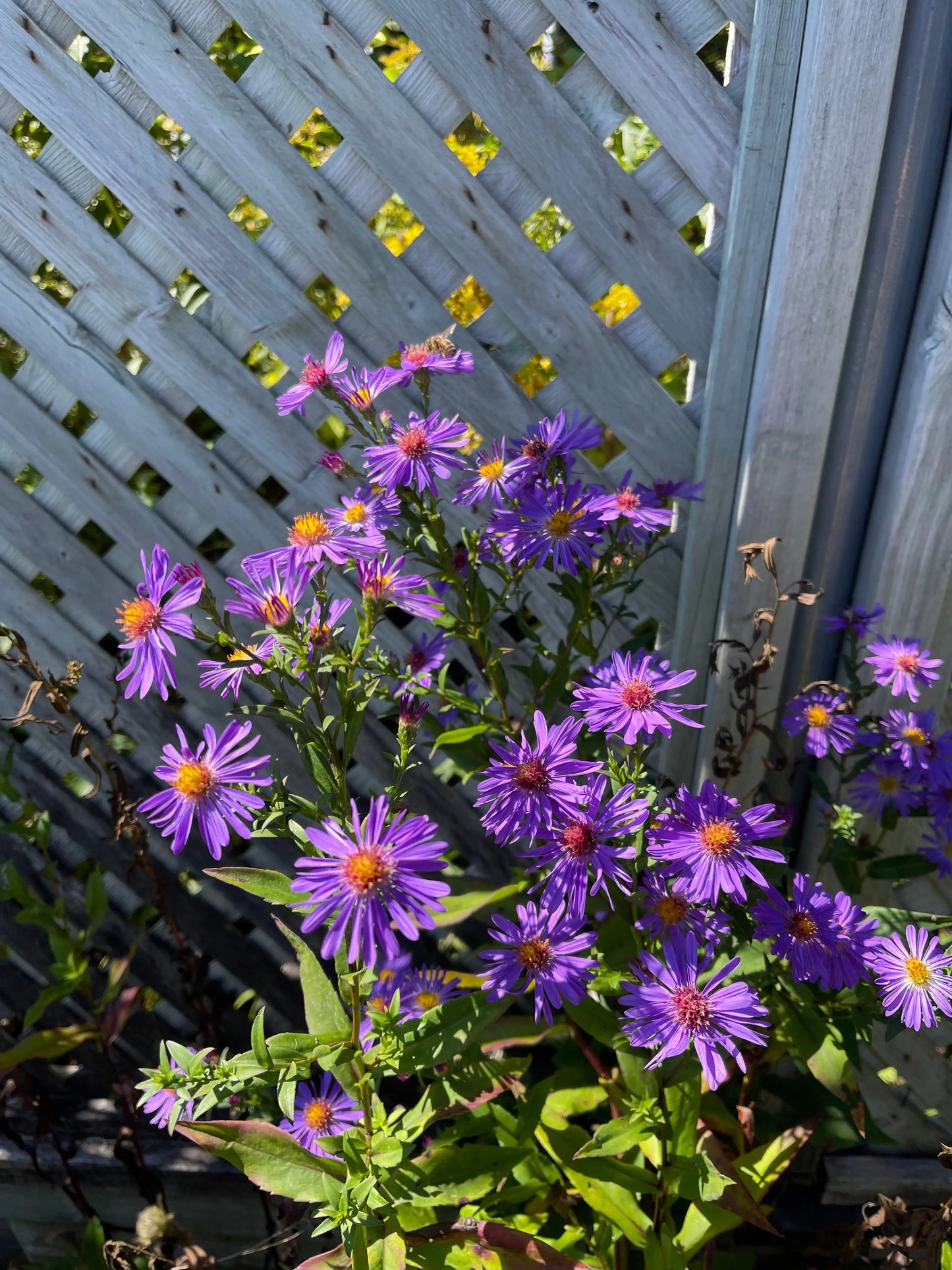 Symphyotrichium (Aster) laeve Orpheus - Mason House Garden