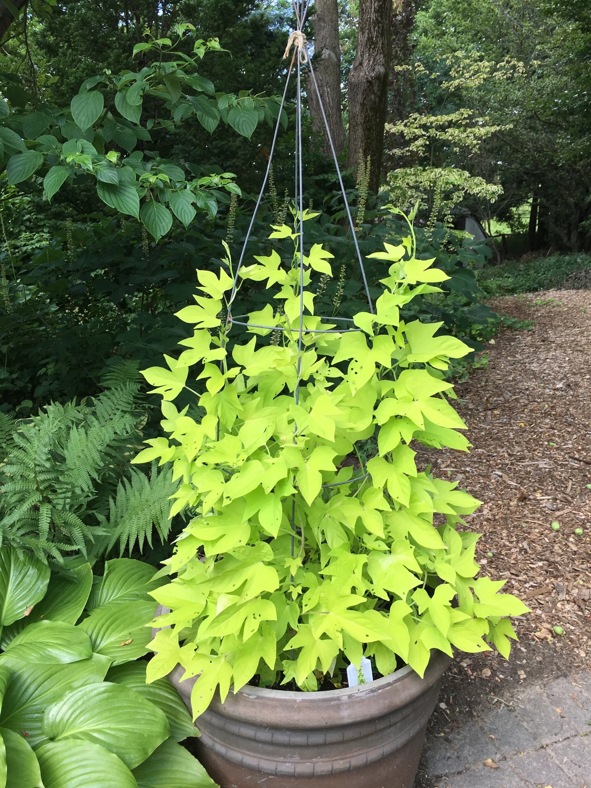 Ipomoea Climbing Chartreuse - Mason House Garden