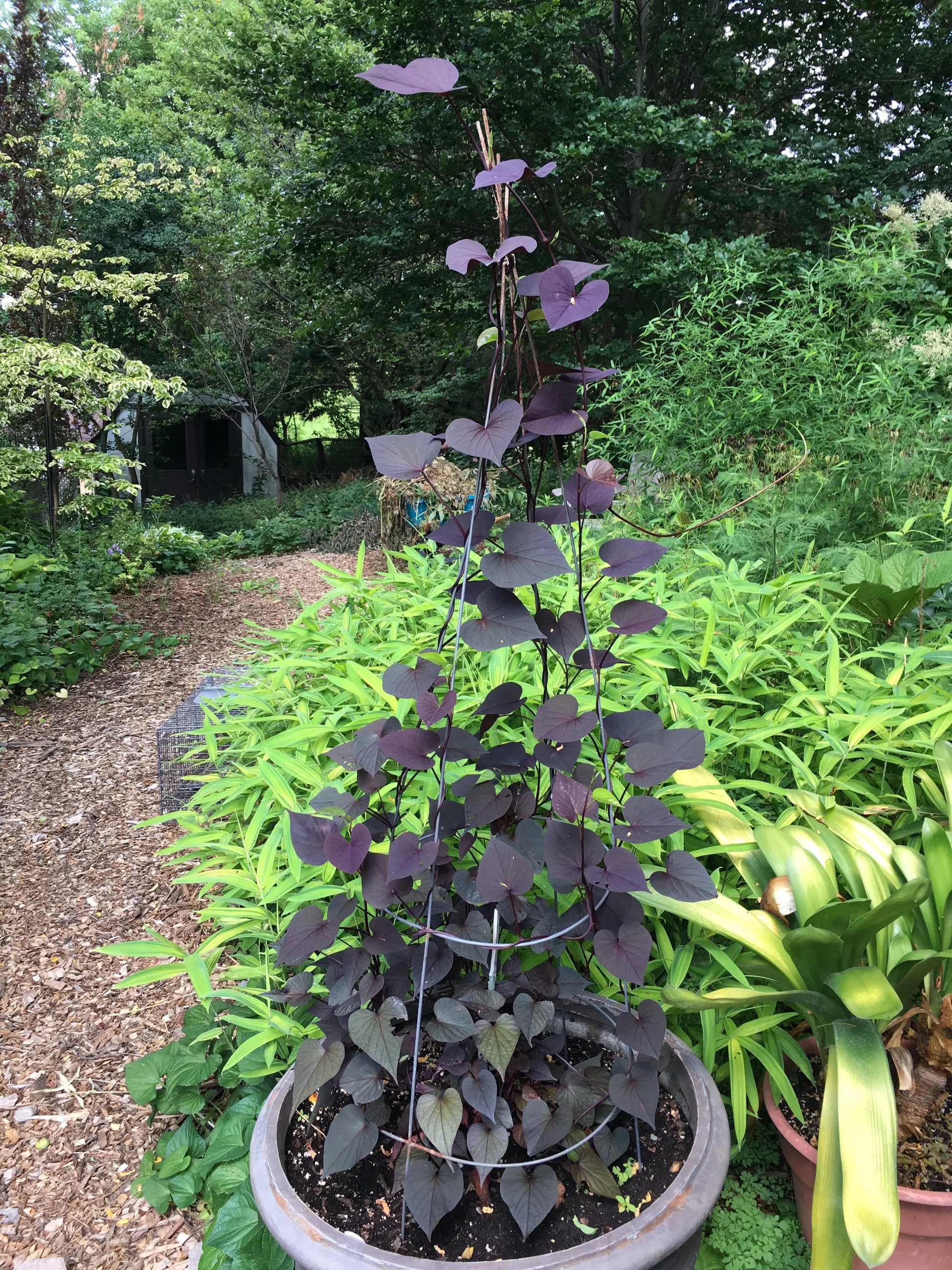 Ipomoea Climbing Black - Mason House Garden