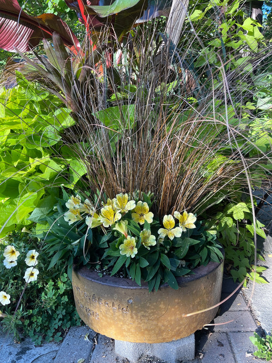 Carex buchananii Red Rooster - Mason House Garden