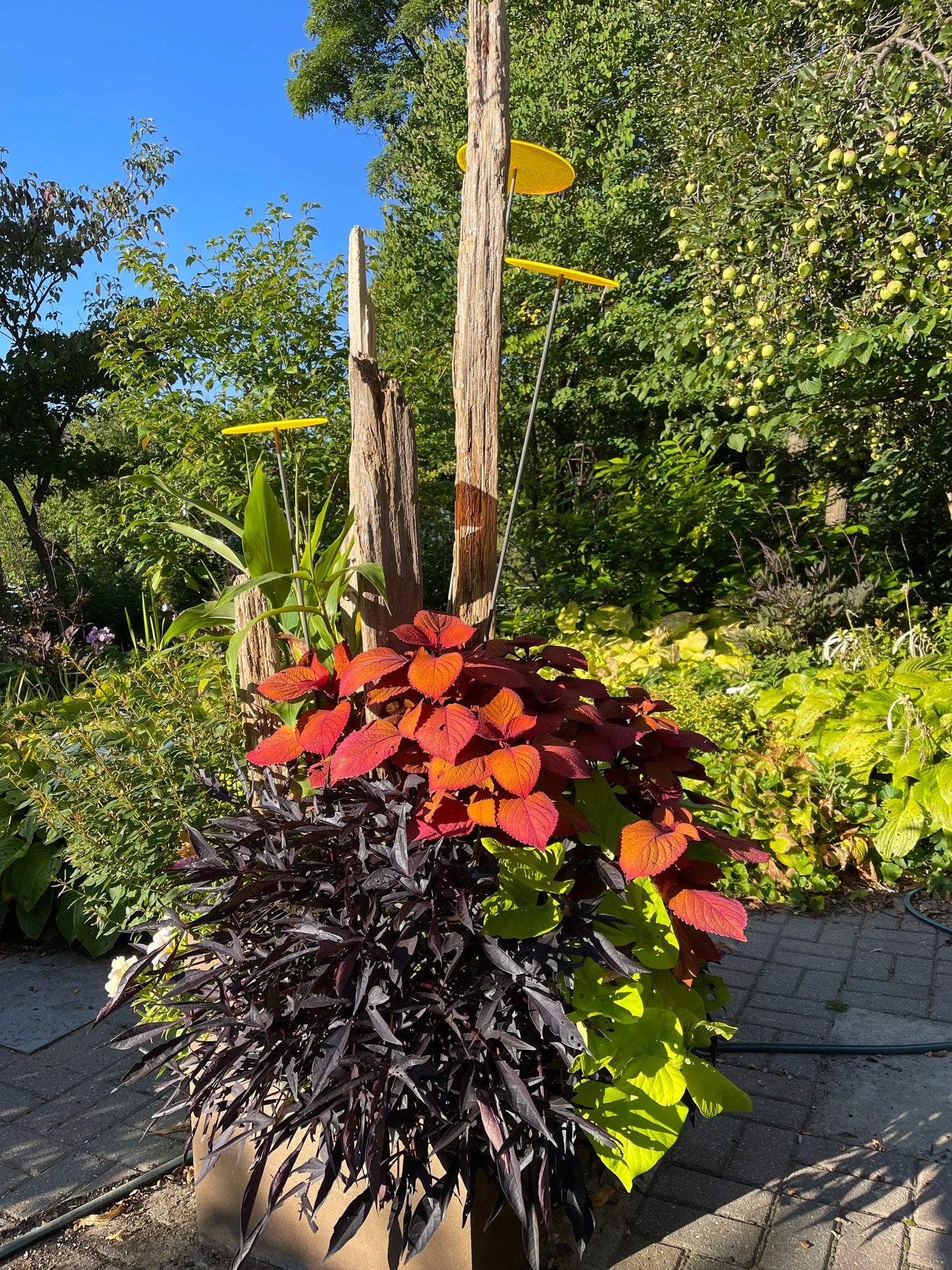 Coleus Wall Street - Mason House Garden